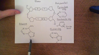 Cisplatin Part 2 [upl. by Allyn]