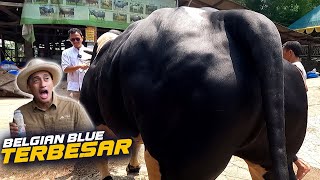 Sapi Langka ❗Belgian Blue Terbesar Di Indonesia Dilirik Irfan Hakim Siap Dilelang [upl. by Trabue766]