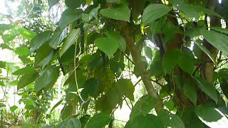 Sri Lankaශ්‍රී ලංකාCeylonPepper Plant in the Nature [upl. by Emmy]