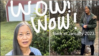 Shrubs Update My Review on Stellar Ruby Magnolia Rose Creek Abelia Edworthia amp More [upl. by Manaker]