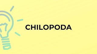 What is the meaning of the word CHILOPODA [upl. by Ruosnam93]