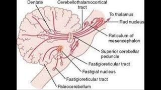 Efferent Cerebellar Pathways [upl. by Erfert]