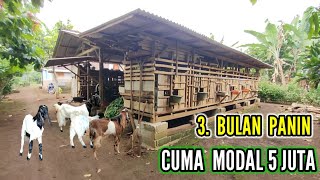 PEMULA MODAL TIPIS BISA BERHASIL [upl. by Iek213]