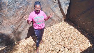 How to make the best maize SILAGE process AZ [upl. by Nasah]