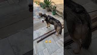 Haskins the beautiful dog music dog doglover ytshorts trending deksearchchannel [upl. by Ivens]