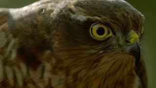 How sparrowhawks catch garden birds  Life in the Air Episode 2 Preview  BBC One [upl. by Henig452]