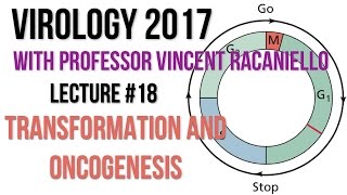 Virology Lectures 2017 18 Transformation and Oncogenesis [upl. by Ellon]