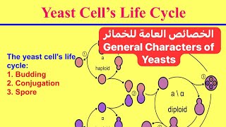 الخصائص العامة للخمائر General Characters of Yeasts [upl. by Ellerol]