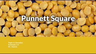 Punnett Square  Intro to genetics and inheritance question solved  IB Biology Topic 34 [upl. by Attenol]