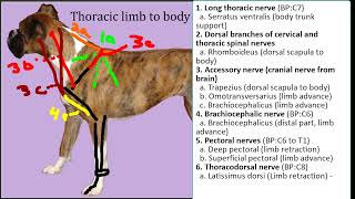 Functional Dog Anatomy  Drawing the major thoracic limb to body muscles grouped by innervation [upl. by Pernell]