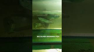 😱 big silver arowna fishaquarium arowna😱bigwana fish shors trending fisharownanlovers [upl. by Eatnoed]