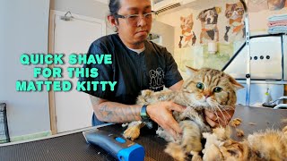 Quick Shave for this Matted Cat [upl. by Eedyak]