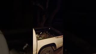 HAPPY COONS Busted wildlife [upl. by Royden]