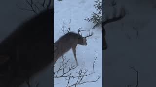 Gruesome arrow impact G5 MEGAMEAT bowhunting fyp deerhunting whitetaildeer [upl. by Ylloj]