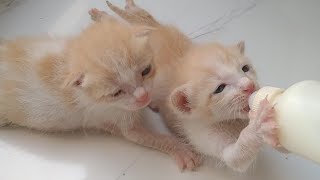 Rescue Kitten Keeps Crying Until He Gets Milk Bottle Both Orphan Kittens Are Recovering From Illness [upl. by Hoang]