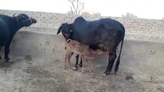 Kapila cow milking video 👍Please👆Subscribe 9829403357 [upl. by Gilligan23]