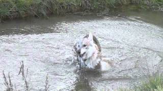 Czechoslovakian wolfdog in dogpark Denmark Pandora [upl. by Notsahc24]