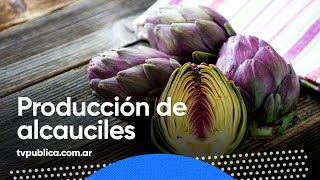 Alcauciles en Argentina ¿Cómo se produce la planta herbácea  Cocineras y Cocineros Argentinos [upl. by Joung]