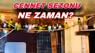 CENNET PAPAĞANLARINDA SEZONA BAŞLAMAK ÜZEREYİZ [upl. by Greenleaf]