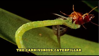 The Carnivorous Caterpillar [upl. by Ydoj793]