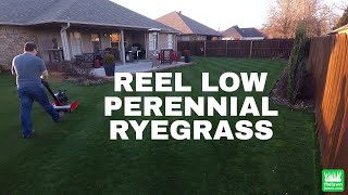 Reel Low Perennial Ryegrass  Swardman Edwin 10 [upl. by Ainaj]