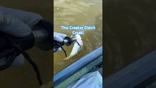 Croaker Lives To Croak Another Day fishingytubeshortsirespectfishkayakGalvestontexas [upl. by Haisi811]