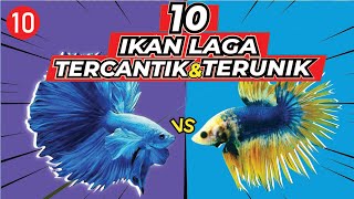 10 Ikan Laga paling CANTIK RARE dan UNIK sesuai untuk perhiasan dalam rumah [upl. by Adnohryt985]