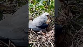 Blackshouldered kite Bird in the nest protects two children from the sunEp8 [upl. by Dyna]