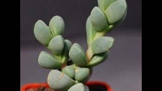 How to Propagate the Delosperma Lehmannii [upl. by Agripina39]