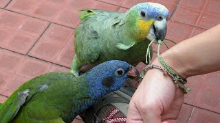 TOP Interesting Facts About The OrangeWinged Amazon Parrot 🦜 The Beginners Complete Guide [upl. by Nahtannoj]