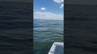 Stingray or shark fishing florida boatlife yamaha [upl. by Irrep]