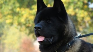 Akita Training Basics [upl. by Assille]