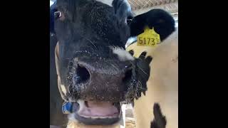 Cow chewing cud ASMR [upl. by Annaujat]