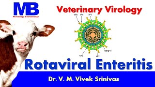 ROTAVIRAL ENTERITIS  Microbiology  Vivek Srinivas  Rotavirus Veterinaryscience [upl. by Sakmar]