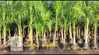 Roystonea Regia cuban Royal palm in kadiyam [upl. by Jabez]