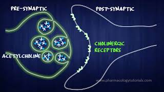 Toxicology of Acetylcholinesterase Inhibitors I  Neurotransmission [upl. by Dieterich]