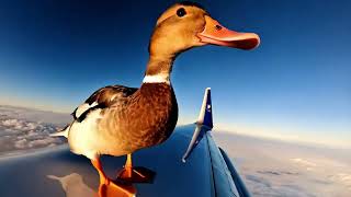 Duck Takes Flight on Airplane Wing [upl. by Veats]