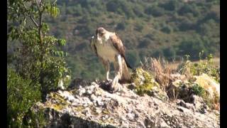 The Bonellis Eagle hide [upl. by Shore967]