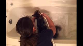 How To Bathe A Maine Coon Cat [upl. by Vasti]