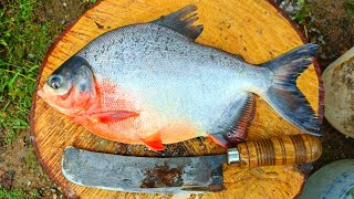 1KG Live LAKE FISH CUTTING  Red Pomfret Fish in Home Style Cutting  150 Per KG  CT 360🔪 [upl. by Chrotoem]