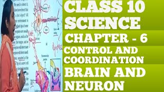 Brain and Neuron chapter 6 class 10 science  control and coordination  Ch 6 Brain and Neuron [upl. by Gnem]