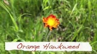 Orange Hawkweed  Orangerotes Habichtskraut  Hieracium Aurantiacum [upl. by Sewoll974]