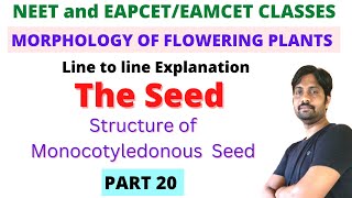 Monocotyledonous seed Structure  Morphology of Flowering Plants Line to line Explanation  PART 20 [upl. by Tegdirb]