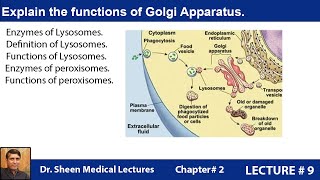 Explain the functions of Golgi Apparatus CH 2 LEC 9 [upl. by Ludovika]