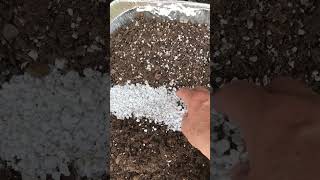 Proper amp home made soil for Passiflora Passion flower vines See prior videos for more info [upl. by Natsyrk327]