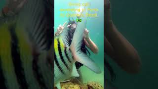 Diving and snorkeling in Porto de Galinhas Brazil 3🇧🇷 [upl. by Eerol]