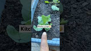 Kitchen scraps baby cabbage growing 🥬 short youtubeshorts newgardener [upl. by Howell]