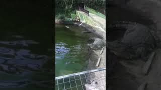 Crocodile Attacks Keeper viral viralshorts viralshort viralvideo animals youtubeshorts video [upl. by Ydok]