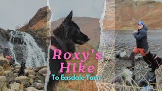 Adventuring DOG goes to Easdale Tarn [upl. by Keithley]