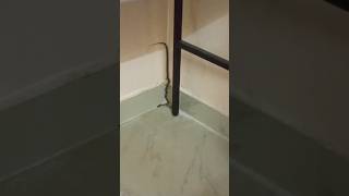 Snake in the HouseGirls hostelGuys😂rdmcbandanursingstudentsnakefypviralシmansipandey2265 [upl. by Aihtnys791]